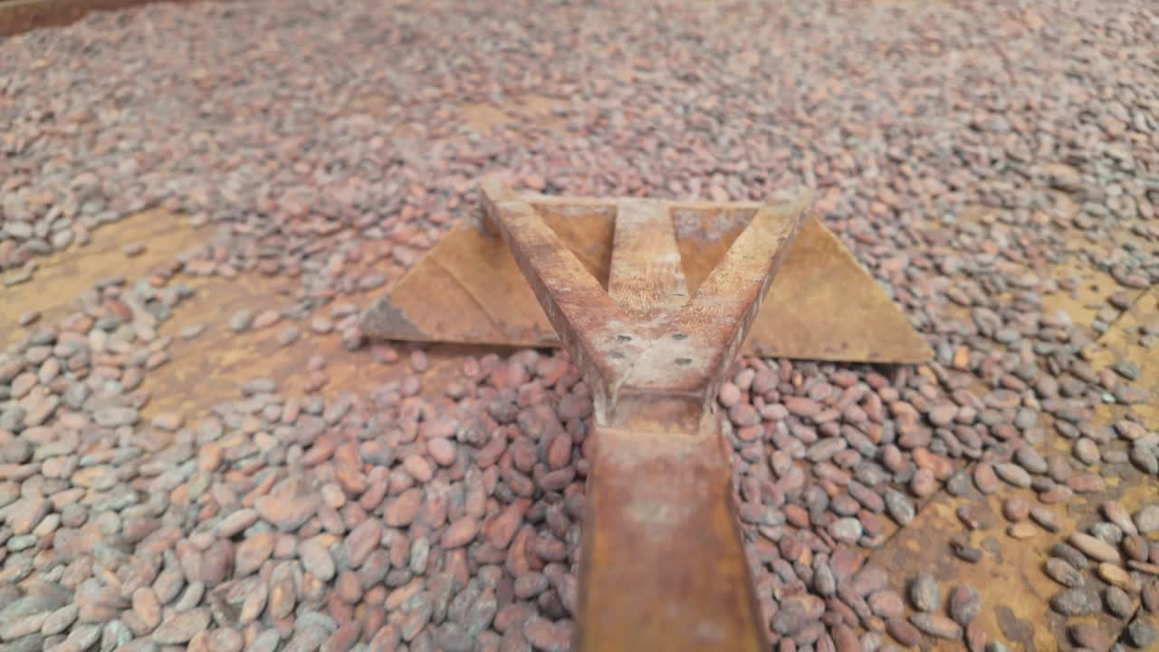POV view of drying cocoa beans being spread with a rake on a wooden surface