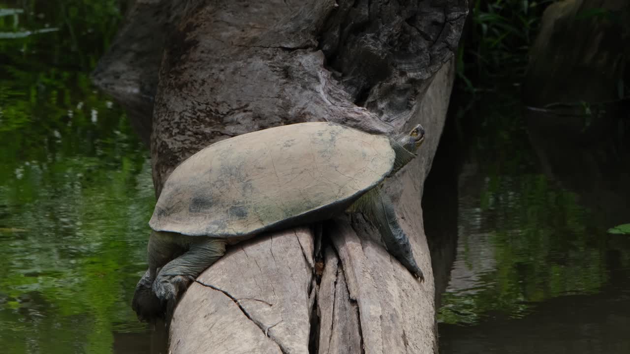 visto en el registro recargando algo de calor mientras guiña el ojo derecho, tortuga gigante de estanque asiático heosemys grandis, tailandia