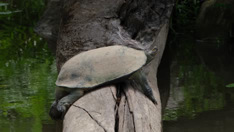 seen on the log recharging for some heat while winking its right eye, giant asian pond turtle heosemys grandis, thailand