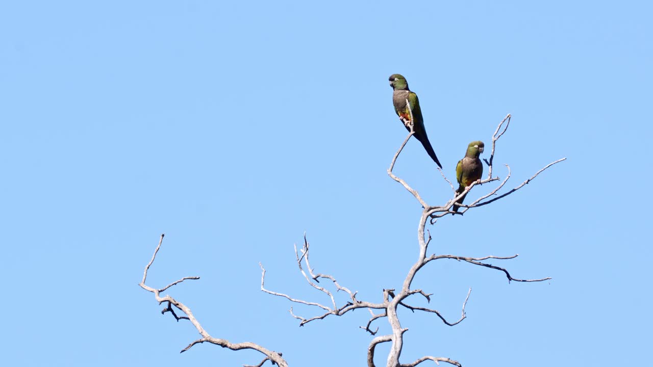 대낮에 나무에 앉은 한 쌍의 굴을 파는 잉꼬