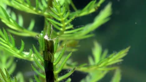 caddisfly larva crawling on aquatic vegetation and swimming away