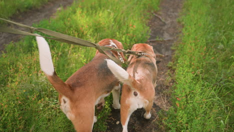 back view of two dogs on leash being held by someone in the background walking along a dirt path in a grassy farmland, the dogs are exploring green vegetation with background featuring tall grass