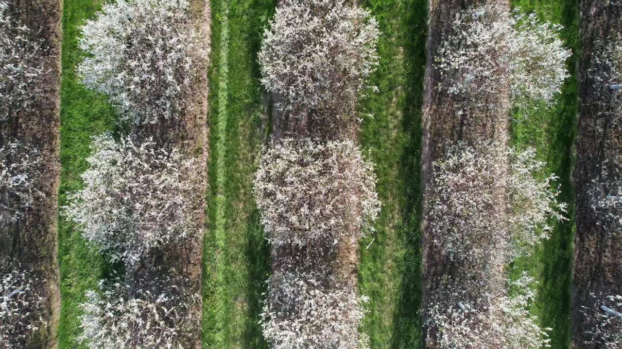 매년 봄 5월 중순이면 위스콘신 주 도어 카운티의 체리 과수원이 만발합니다-4