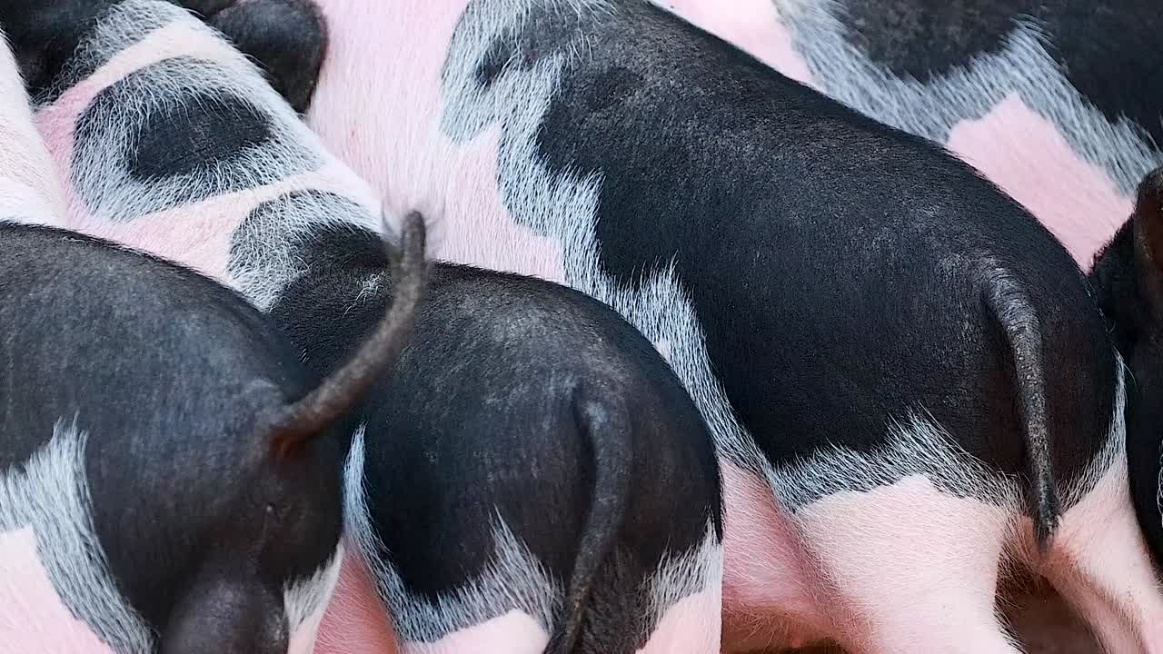 Un gruppo di mini maiali rosa e neri maculati che si allontanano dalla fotocamera.