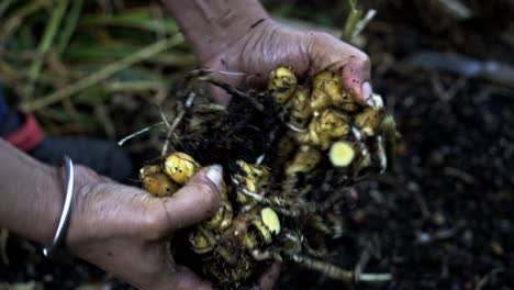 Breaking-open-a-cluster-of-ginger-and-displaying-it-to-the-camera-home-gardening-ginger-harvest