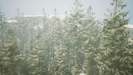 snow covered trees in a winter wonderland