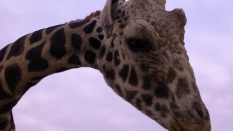 Giraffe licks mans hand while he&#039;s filming on smart phone - close up