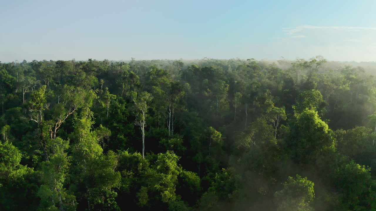 Misty Rainforest Aerial View