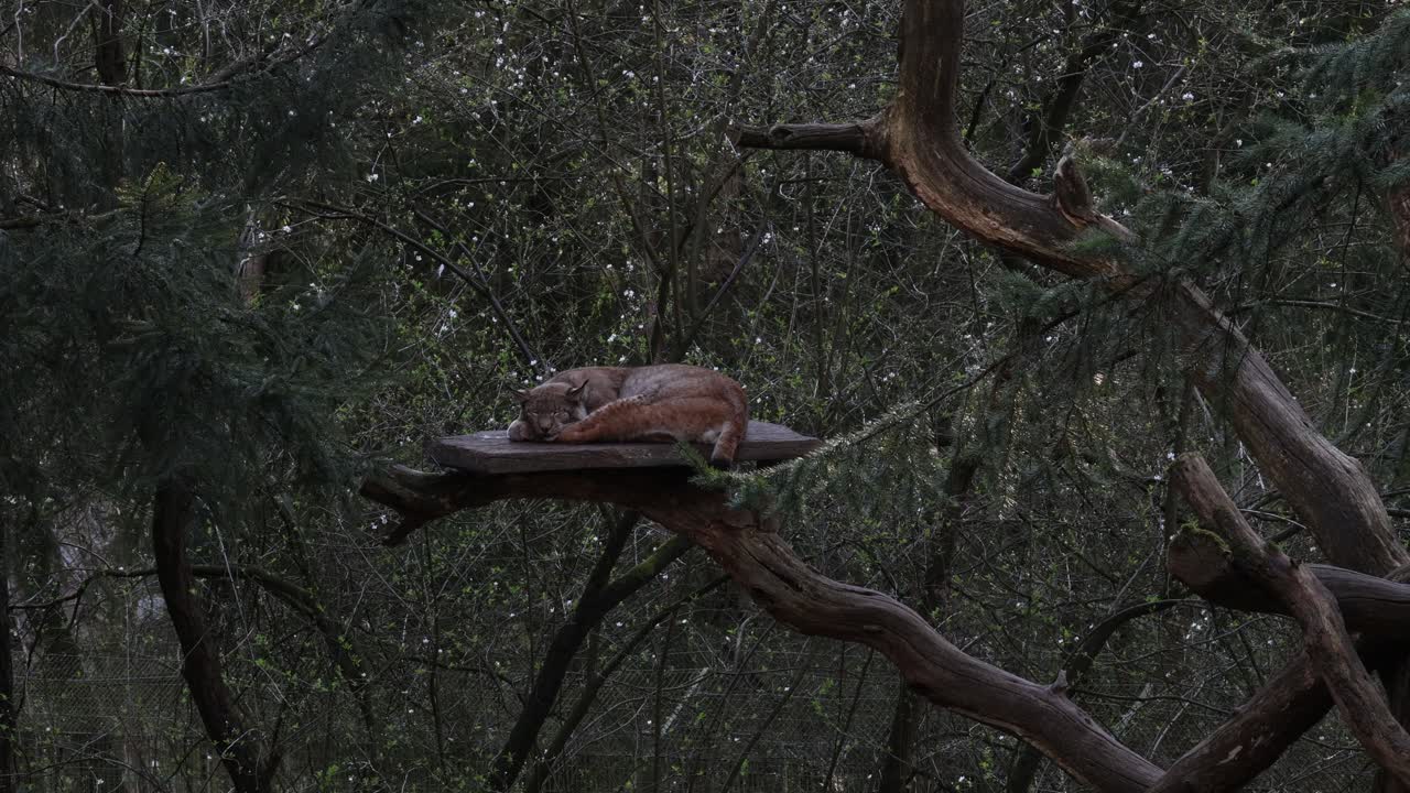 Lynx sleeping on the tree, wild cat portrait