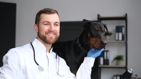 veterinarian with a doberman dog
