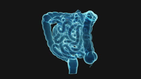 loop rotation of intestinal tract with holographic effect, 3d rendering.