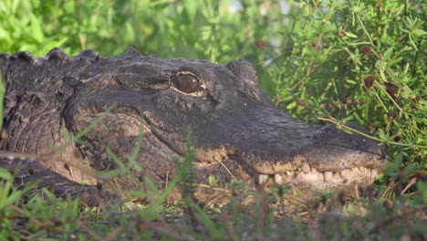 close up of resting alligator head with sorrounding green foliage