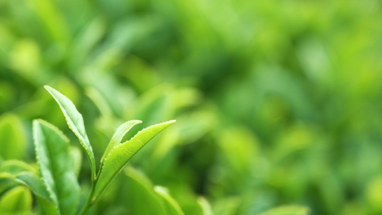 Fresh vibrant green tea leaves glistening under soft natural light.