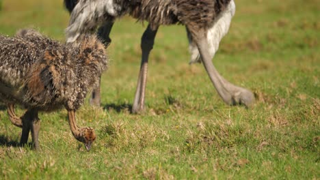 close up portrait of two baby ostrich chicks by female adult eating food on green grass, south africa