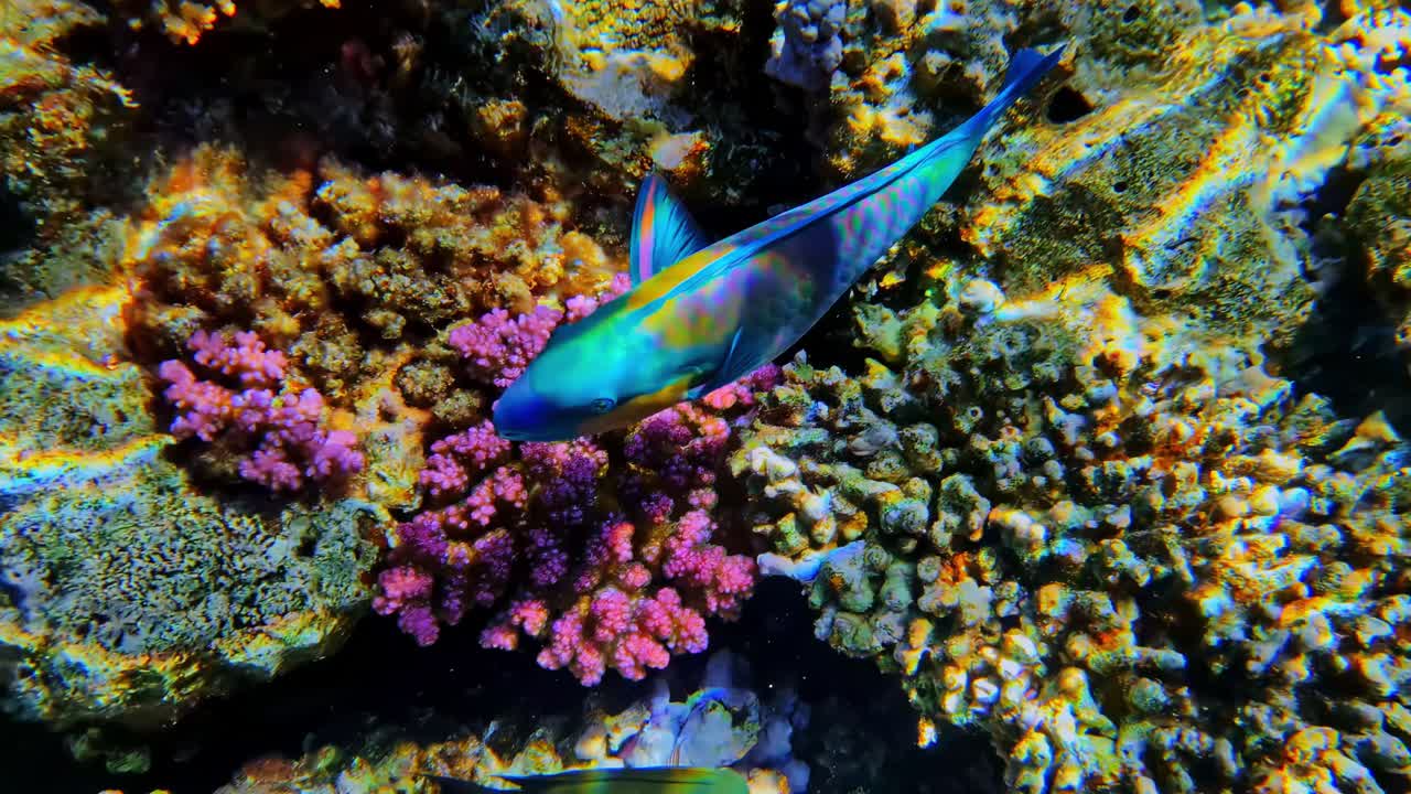 Barriera corallina sottomarina con vivaci pesci pappagallo tropicali che nuotano vicino a un ecosistema marino dinamico