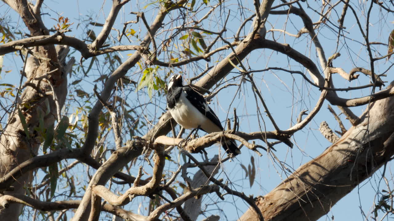 alondra australiana o alondra urraca sentada en un árbol de goma a lo largo del río barwon, geelong