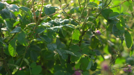 Man picking fresh pink rose petals for perfumes, rose oil and water hydrosol in Rose Valley during spring time