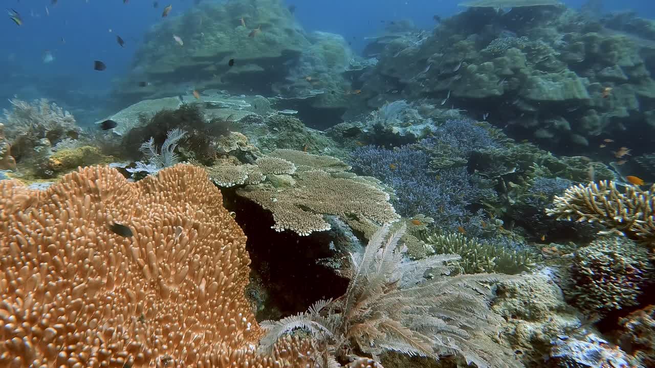 A pristine coral reef garden showing different species and types of hard coral