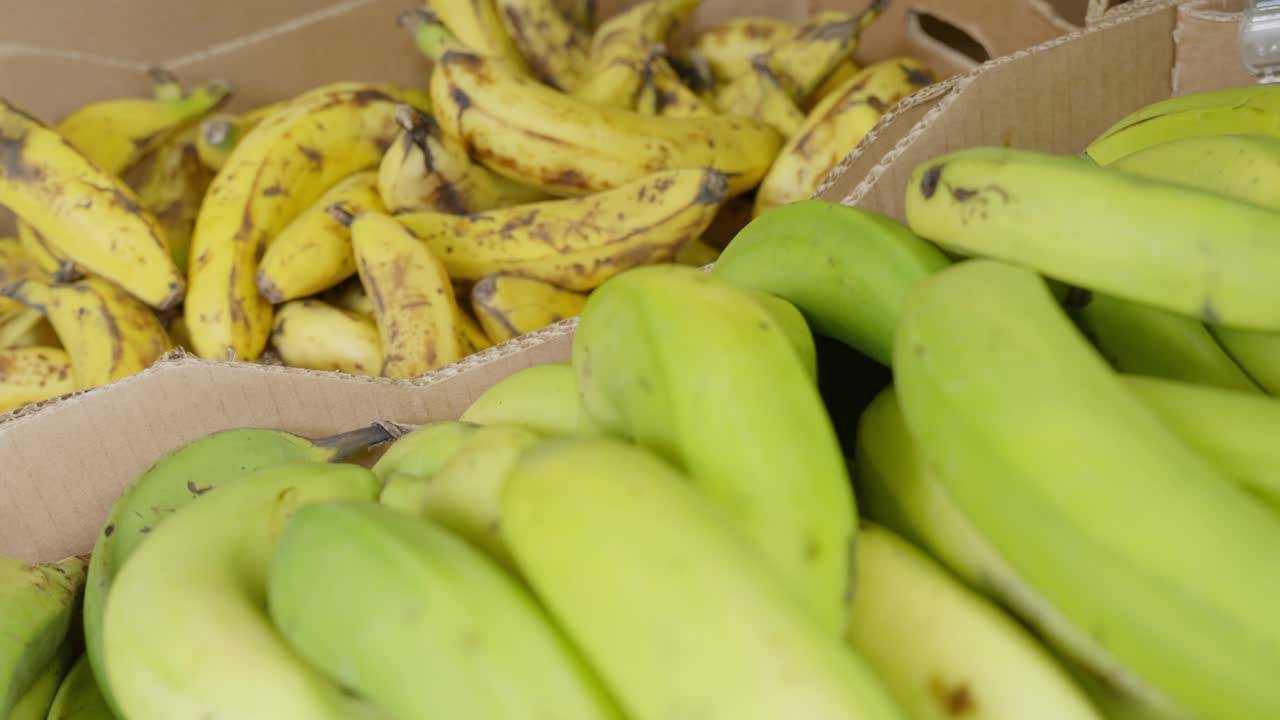 primer plano, plátanos maduros amarillos orgánicos y plátanos verdes sin madurar en el mercado de frutas