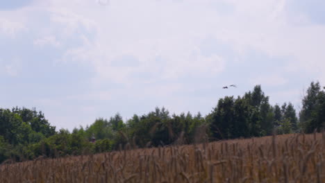 birds flying above rural farmland with rye field below