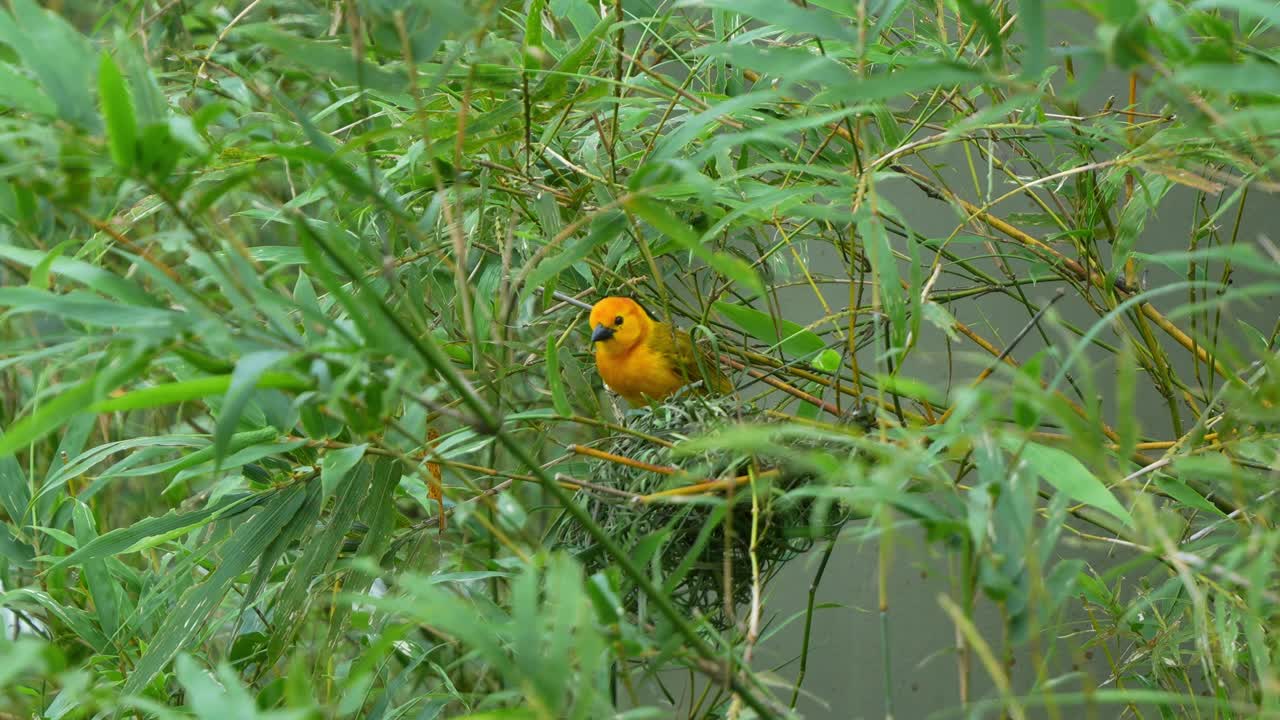el tejedor taveta, ploceus castaneiceps, con un vibrante plumaje amarillo dorado, se alza en la parte superior del nido, mirando a los alrededores, vigilando y protegiendo el hogar durante la temporada de reproducción