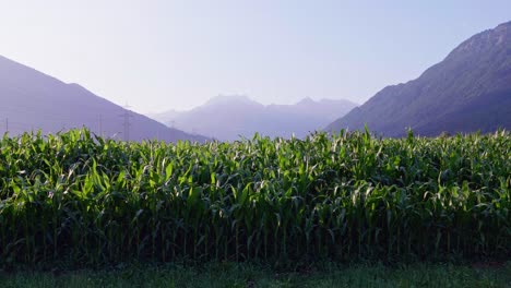 Luftaufnahme-Der-Maisanbaufläche-Mit-Blick-Auf-Die-Dunstige-Berglandschaft-Im-Hintergrund