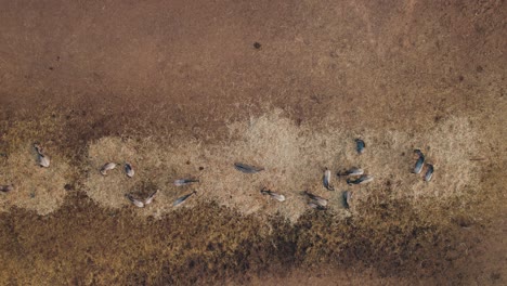 Wildebeest-and-a-zebra-eat-hay-together,-while-a-flock-of-pigeons-flies-above-them---Safari-#004