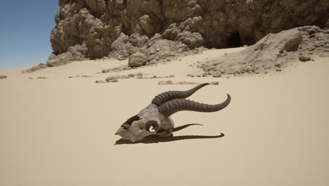 a skull in the desert