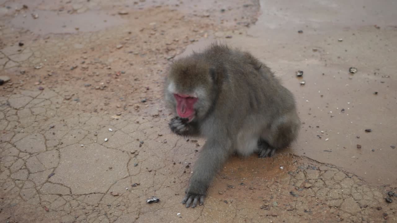 mono comiendo del suelo en el parque de kioto, japón