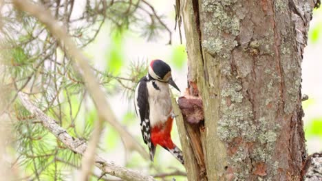 gran pájaro carpintero manchado en un árbol en busca de comida. gran carpintero manchado (dendrocopos major) es un carpintero de tamaño mediano con plumaje negro y blanco y una mancha roja en la parte inferior del vientre