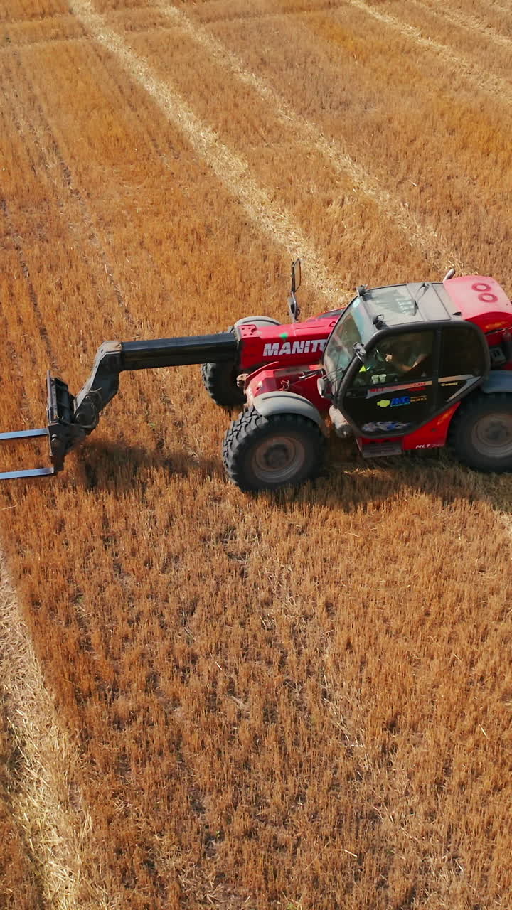 Combine agriculture machine harvesting golden ripe wheat field. Top view of Harvester machines working in wheat field. Vertical video