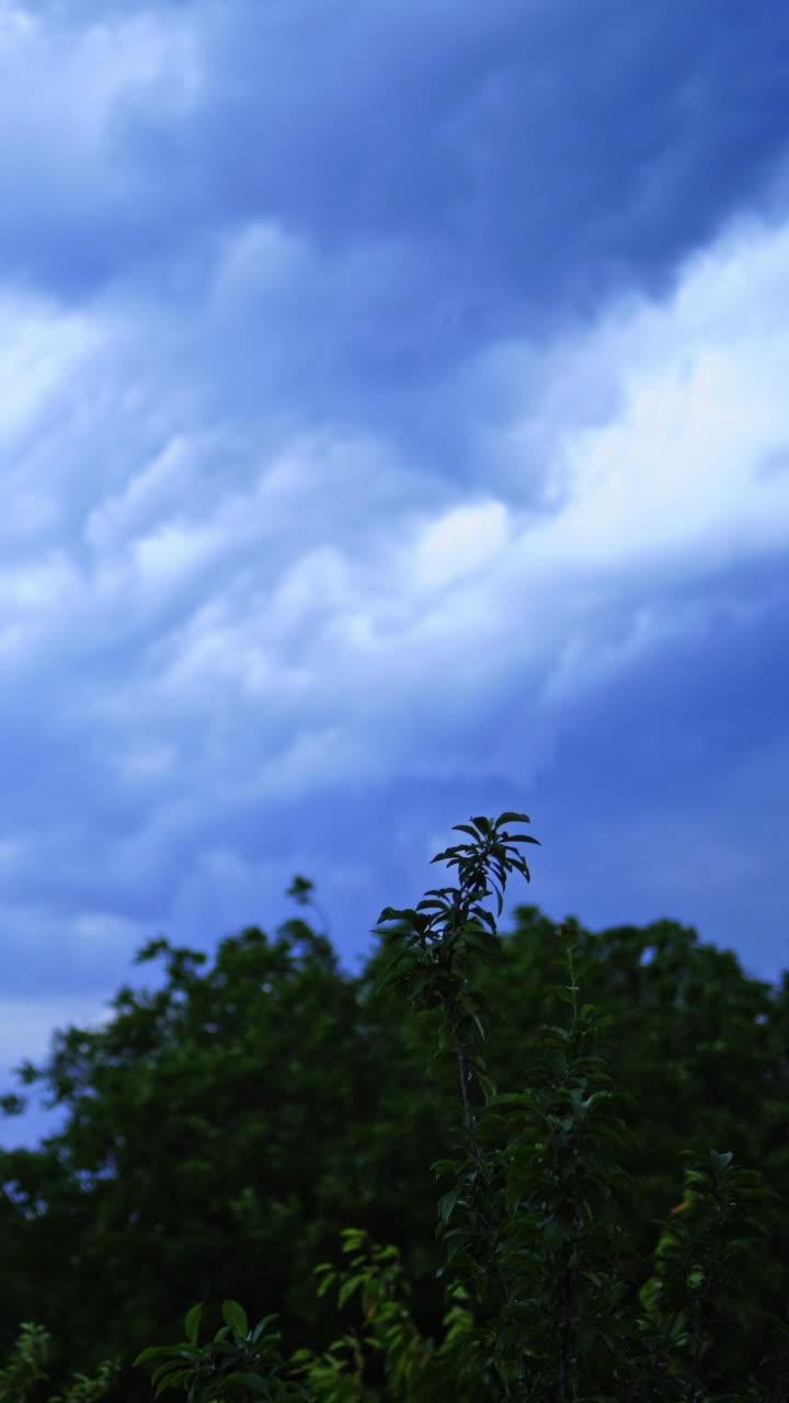 Strong wind shakes big green tree tops at summer day. The wind moving branches of trees on the background of cloudy sky before the rain. Vertical video