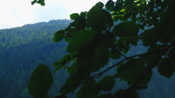 Piedistallo attraverso rami d'albero, primavera, sfondo montano verde scuro 4K