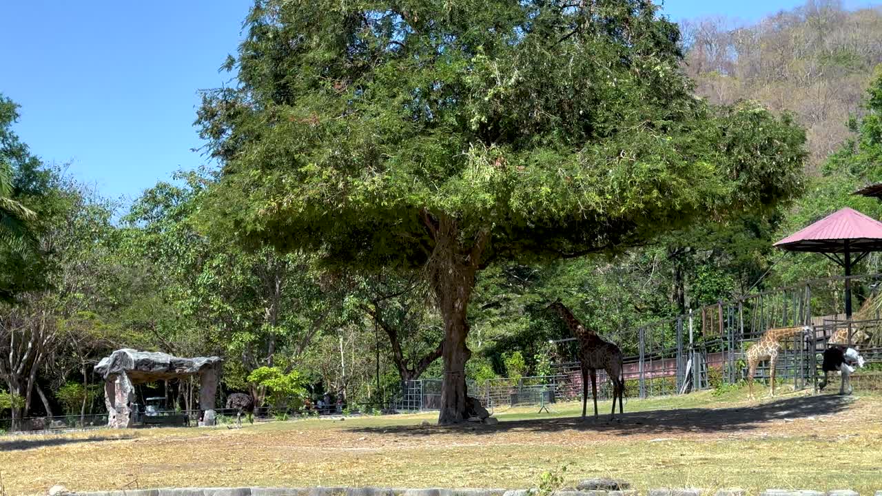 동물원 에 있는 지라프 들
