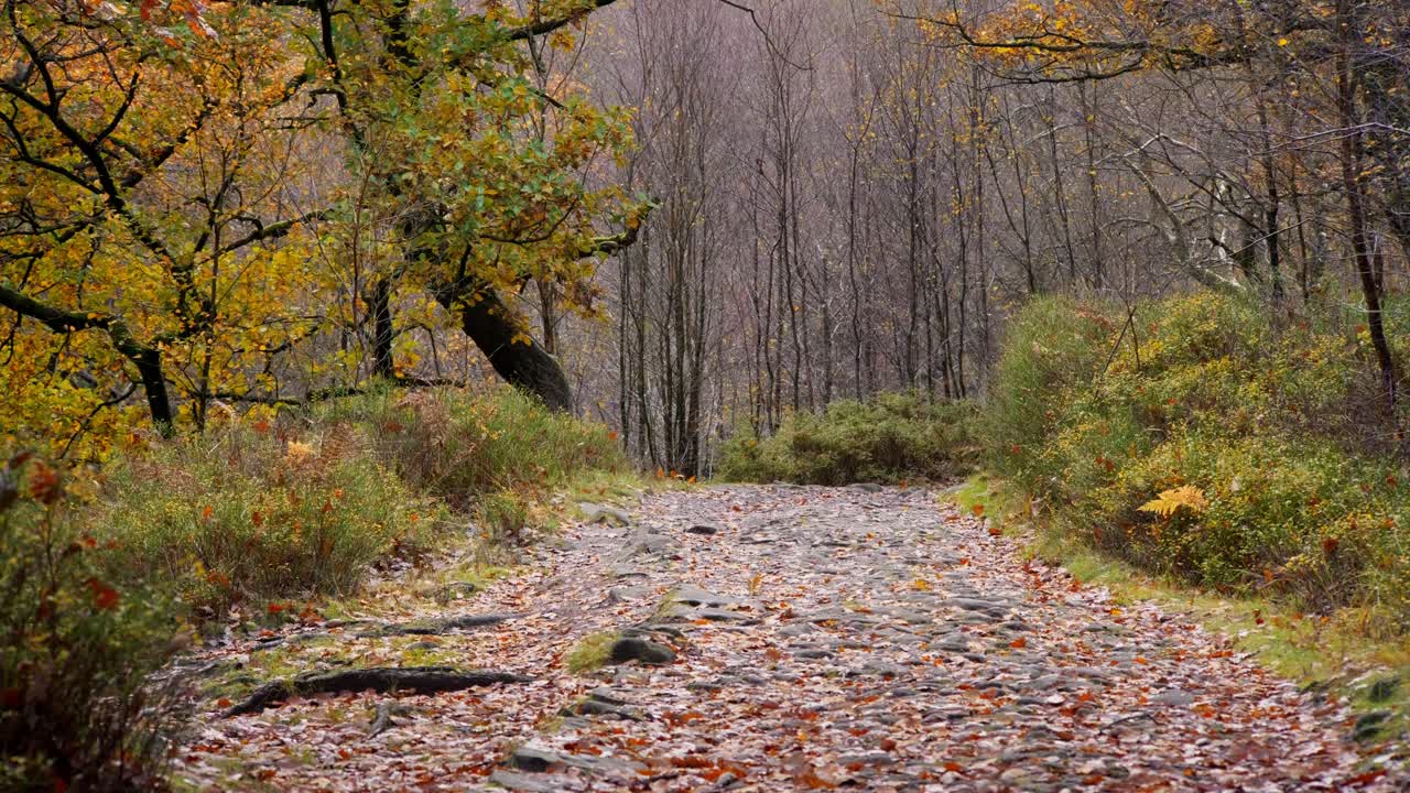 un pacífico bosque de otoño e invierno, con un arroyo lento que fluye por la orilla del río, robles dorados y hojas de bronce que caen