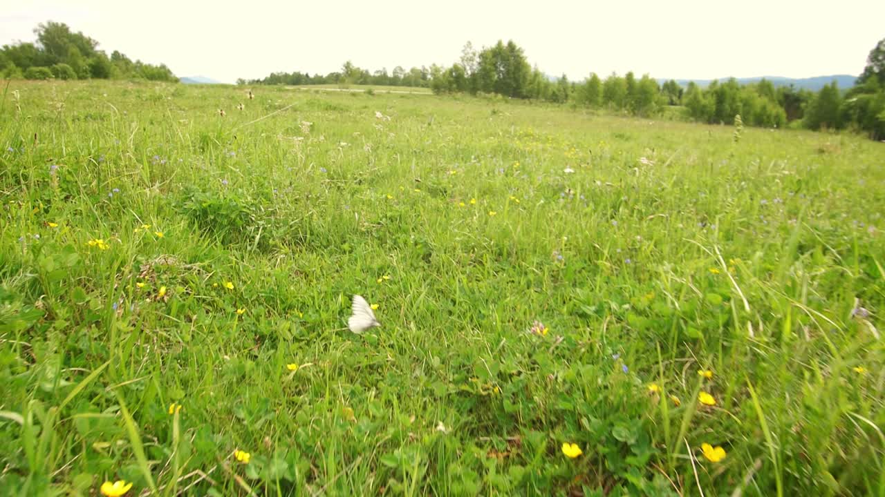 Butterflies in a Summer Meadow