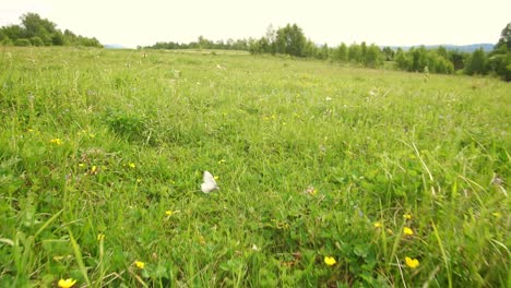 butterflies in a summer meadow