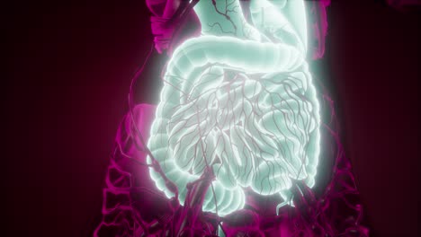 cuerpo humano con sistema digestivo visible