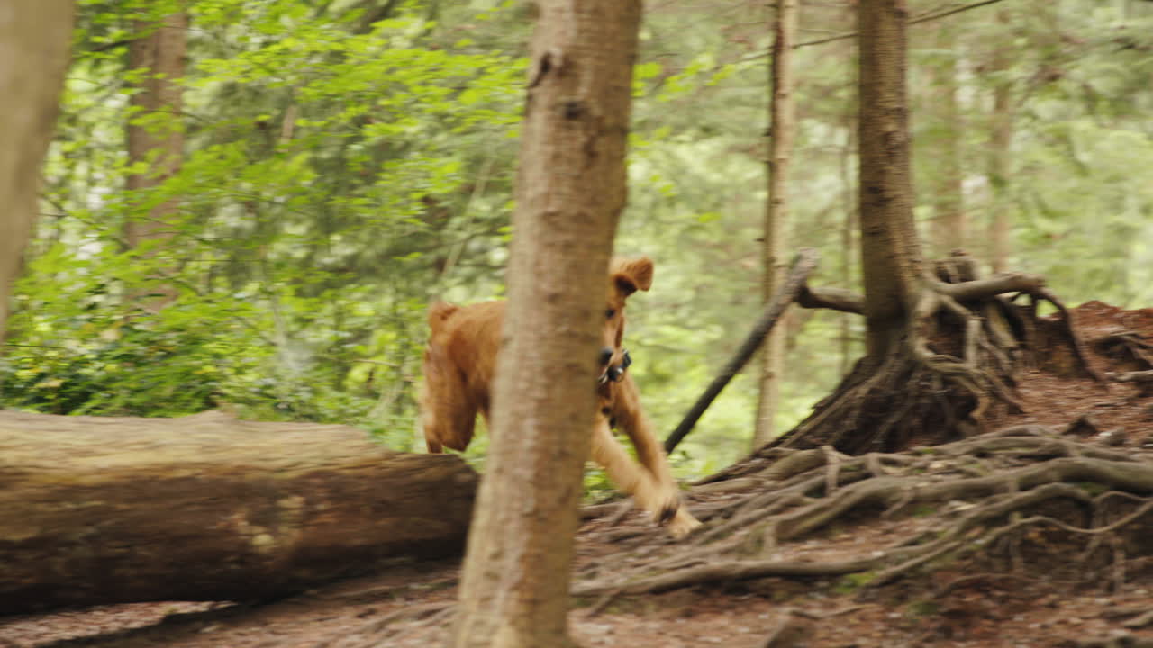Golden Retriever Puppy bounding down a forest trail