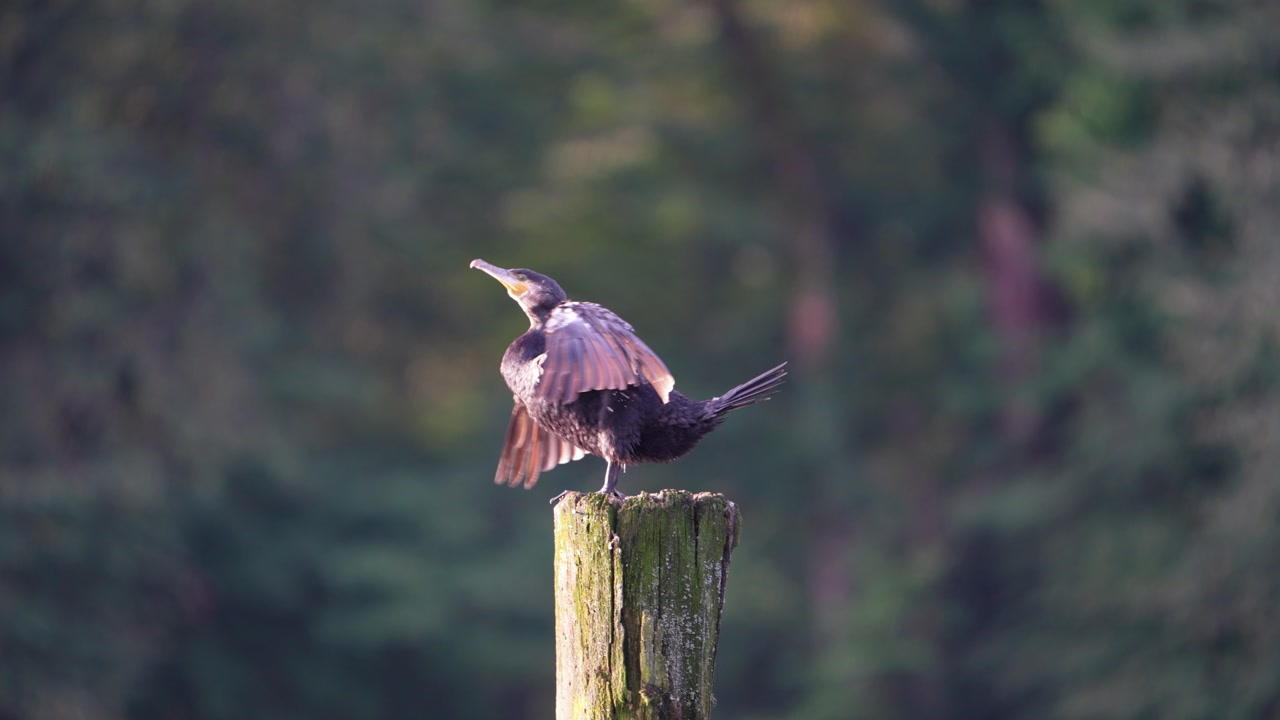 A cormorant stands perched on a wooden post near Lake Walensee in Switzerland. The bird is a peaceful presence, its dark form silhouetted against a natural backdrop of lush green trees