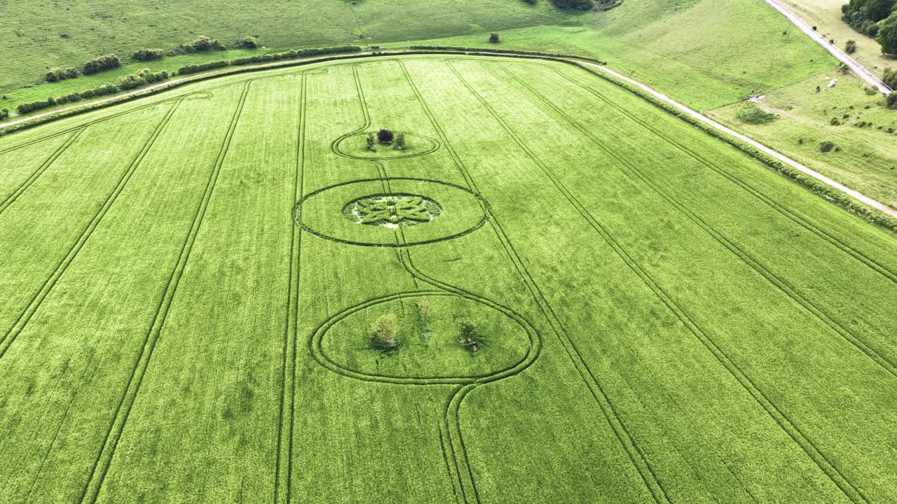 Sutton Veny 2025 crop circle aerial view of elaborate Celtic knot symbols carved in barley farmland