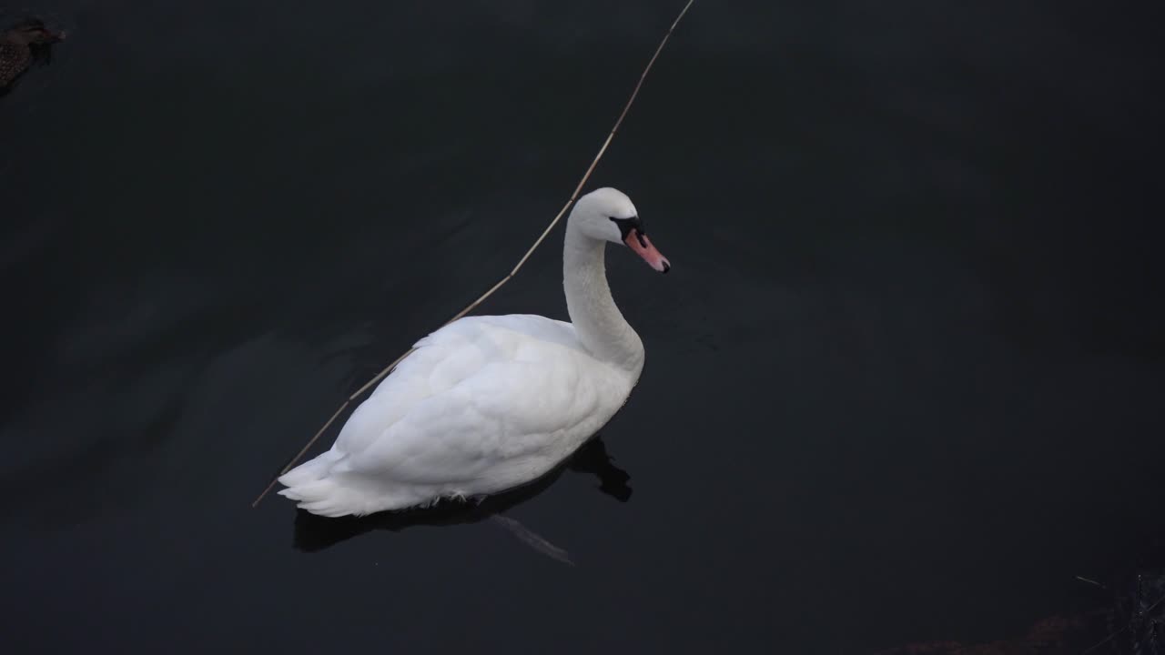 White swan swimming in the water
