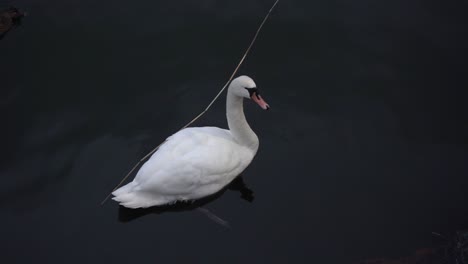white swan swimming in the water