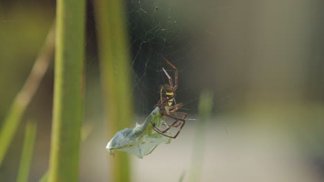 st andrew's cross female spider biting alive praying mantis head caught in web daytime sunny australia victoria gippsland maffra