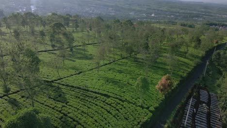 Vista-Aérea-De-La-Plantación-De-Té-En-Las-Tierras-Altas-En-Una-Mañana-Soleada