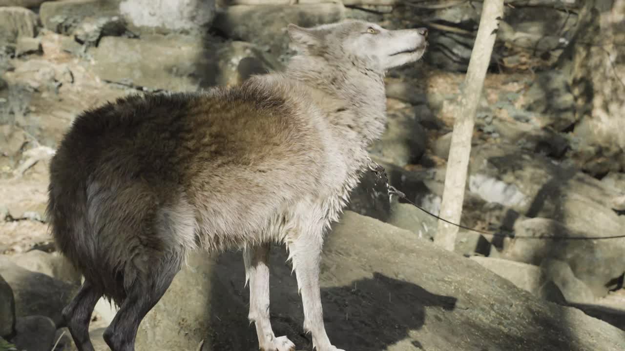 A stunning gray wolf, leashed and alert, basks in golden sunlight against a rugged forest backdrop — a surreal blend of nature and domestication.