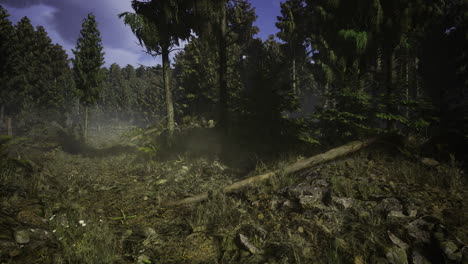Forest landscape with dense trees and sunlight shining at midday