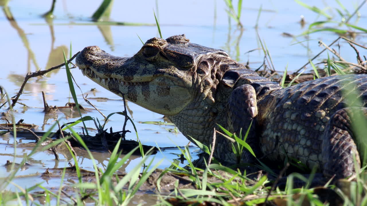 caimán manchado tomando el sol en el borde de la llanura de barro de pantano