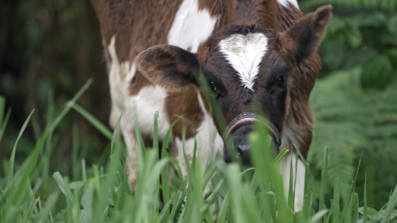 comiendo vacas en el bosque de mindo, ecuador