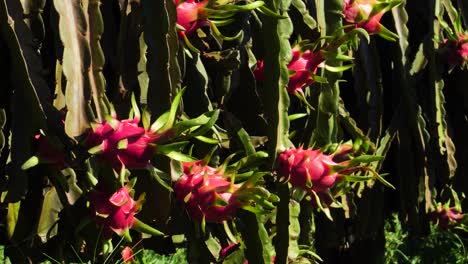 Fragile-vietnamese-dragon-fruit-bloom-growth